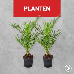 SQ1 planten