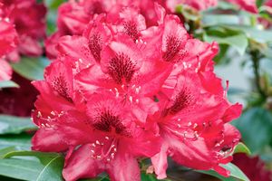 Mix van 4 kleuren rhododendron buitenplanten