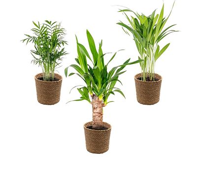 Tropische palmen incl. manden mix van 3 (25 - 40 cm)