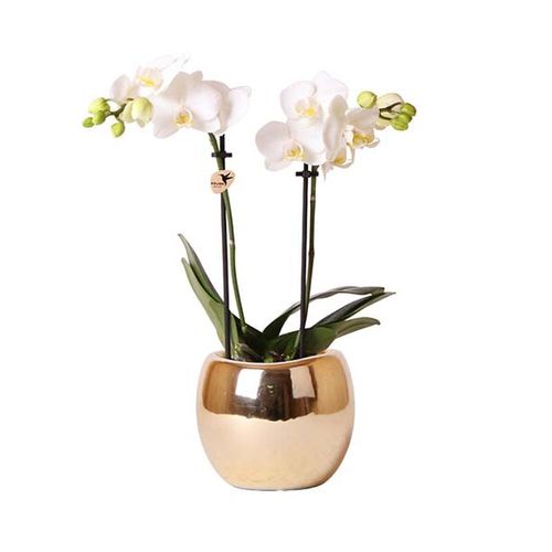 Witte orchidee in luxe gouden pot (40 cm hoog)