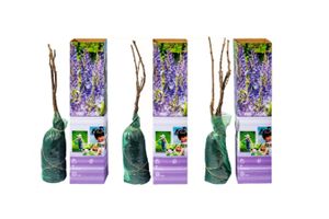 Set van 3 Wisteria blauweregen-planten (20 - 30 cm)