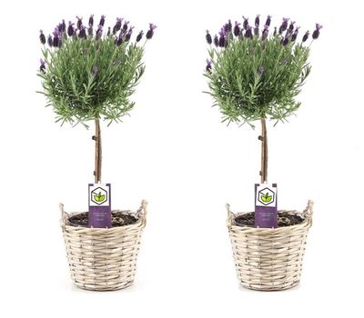 Set van 2 lavendelboompjes voor binnen of buiten