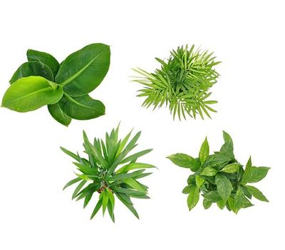 Lot de 4 plantes tendance (25 - 40 cm)
