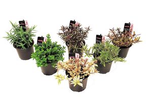 Hebe-Mix mit 6 verschiedenen Pflanzen (15 cm)