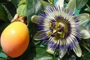 3 plants de fruits de la passion (20 - 30 cm)