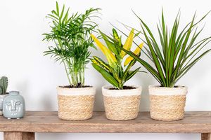 Set van 3 luchtzuiverende kamerplanten (20 - 40 cm)