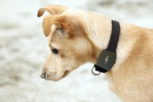 Mr Safe GPS-tracker voor huisdieren