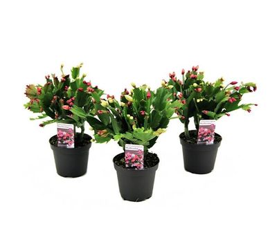 3 Schlumbergera Tricolor kerstcactussen (15 - 25 cm)
