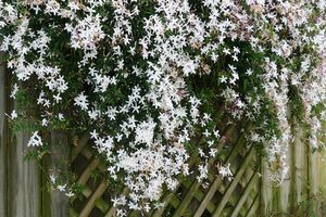Lot de 3 plantes de jasmin blanc (20 - 30 cm)