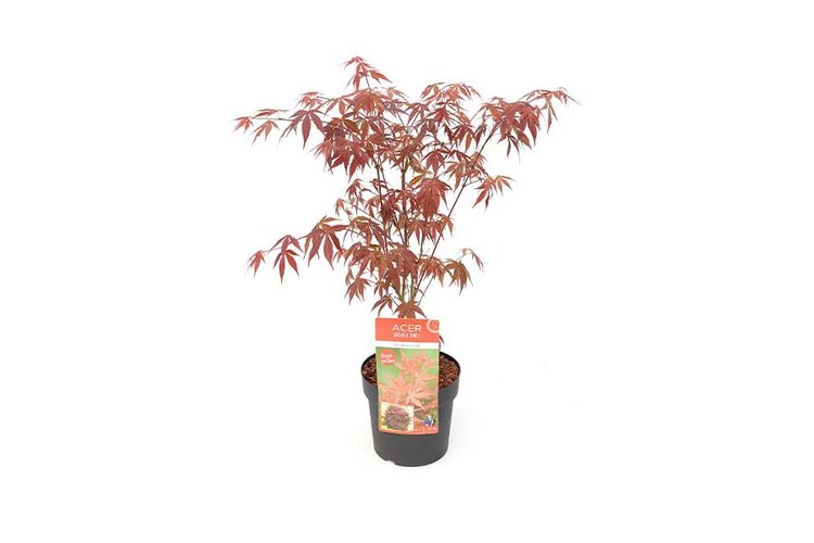 japanse esdoorn Acer Atropurpureum