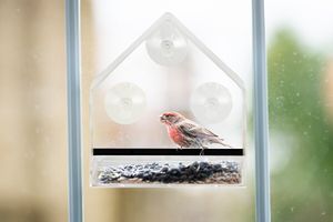 Mangeoire à oiseaux pour la fenêtre