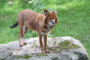 Tickets für den Grünen Zoo in Wuppertal (2 Personen)