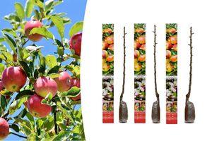 Set van 3 Jonagold appelbomen (hoogte: 80 - 93 cm)
