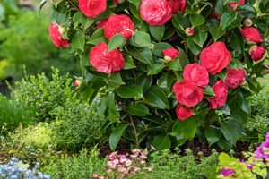 Japanse roos buitenstruik (55 - 65 cm)