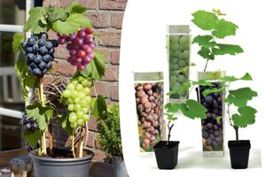 Set van 3 druivenplanten (20 - 40 cm)