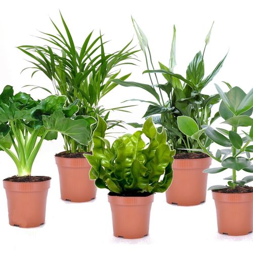 Set van 5 luchtzuiverende plantjes
