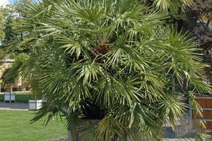 Palmier nain européen (70 - 80 cm)