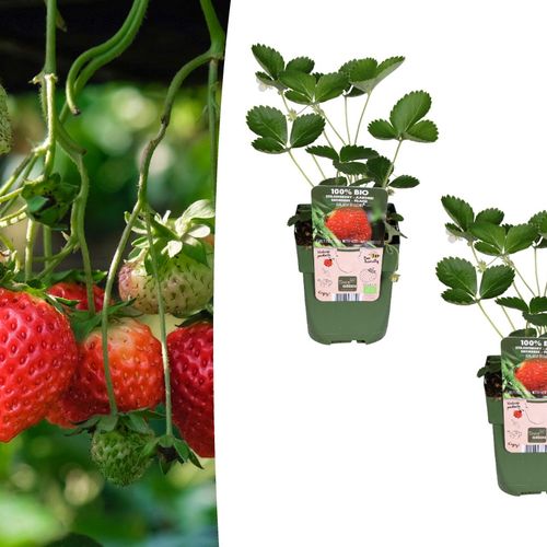 Set van 2 bio-aardbeienplanten