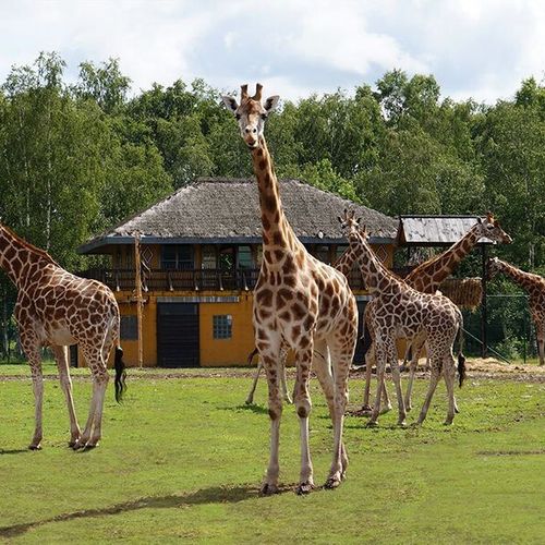 Safaripark Monde Sauvage tickets (2 p.)