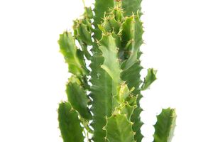 Woestijncactus / cowboycactus (hoogte: 60 - 70 cm)