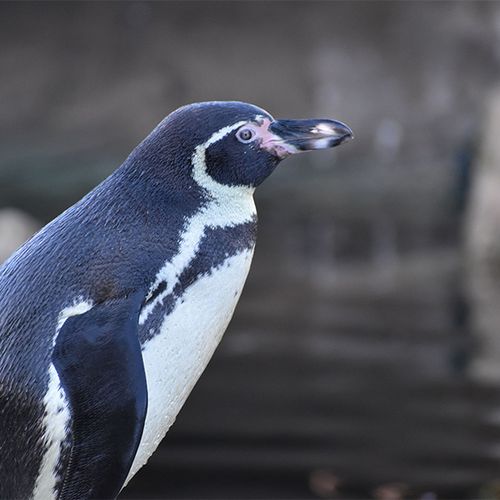 Uniek: peter of meterschap pinguïn Winny