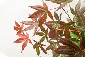 4 winterharte japanische Ahornpflanzen (20 - 40 cm)
