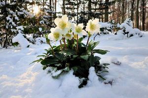 3 roses d'hiver Christmas Carol (20 - 30 cm)