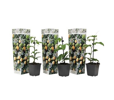 3 plants de fruits de la passion (20 - 30 cm)