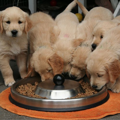 Hondenbrokken voor puppy's (12,5 kg)