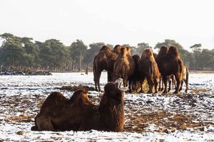 Safaripark Beekse Bergen tickets voor 2 personen (NL)