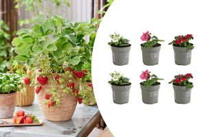 Set van 6 aardbeienplantjes voor in de tuin