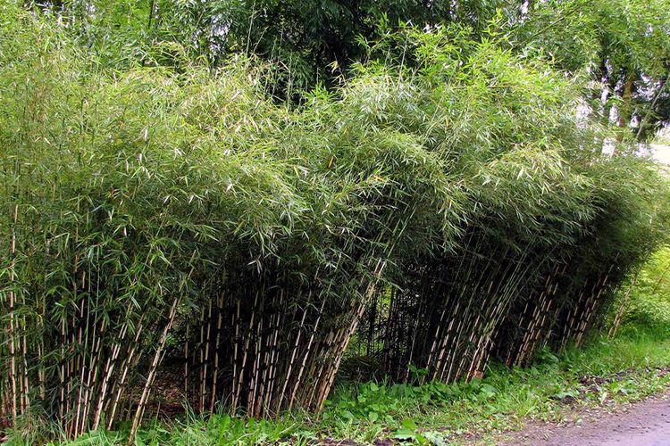 set van 3 groene bamboeplanten