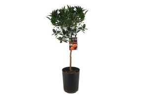 Citrus Tarocco Bloedsinaasappelboom (90 - 110 cm)