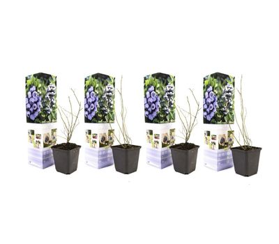 Set van 4 blauwe bessenplanten (20 - 30 cm)
