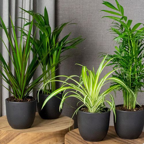 4 luchtzuiverende kamerplanten (hoogte: 25-45 cm)