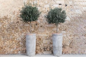 2 winterharde olijfbomen op stam (80 - 90 cm)