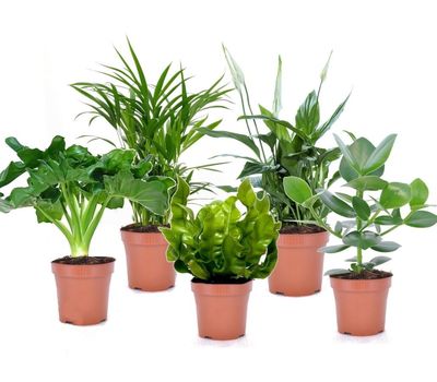 Set van 5 luchtzuiverende kamerplanten (20 - 45 cm)