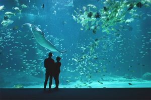 Duoticket voor Nausicaá, Europa's grootste aquarium
