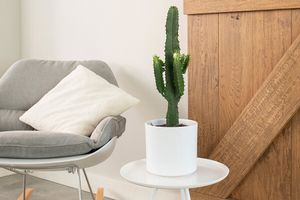 Cactus du désert (hauteur : 60 - 70 cm)