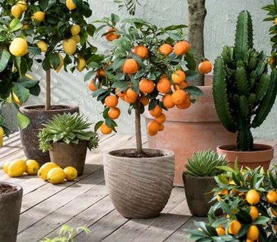 Set van 3 citrusboompjes (25 - 40 cm)