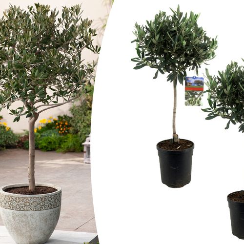 Set van 2 olijfbomen (70 - 90 cm)