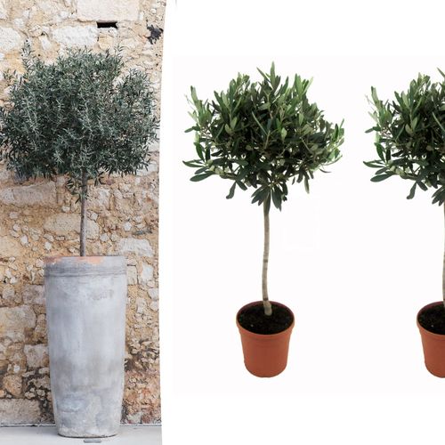 2 olijfbomen op stam (80 - 90 cm)