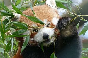 Tickets für den Grünen Zoo in Wuppertal (2 Personen)