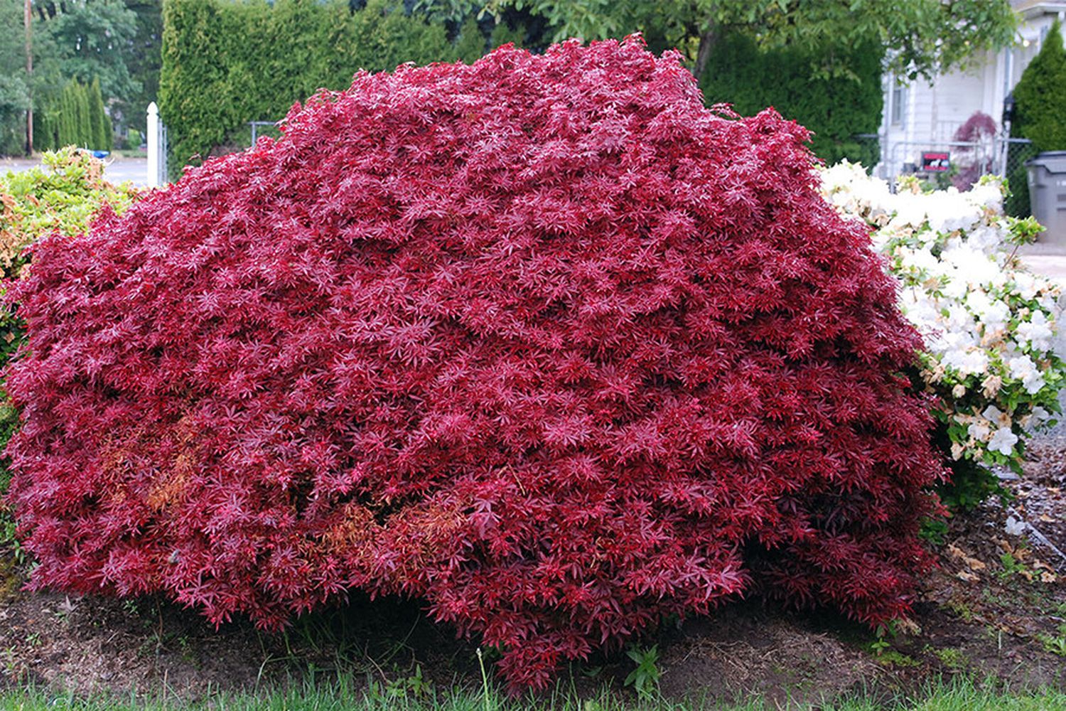 Japanse Esdoorn Tot Cm Acer Palmatum Japanse Esdoorn Op Stam Cm