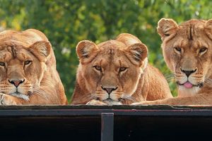 Safaripark Beekse Bergen tickets voor 2 personen