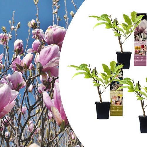 Set van 3 Magnolia-planten