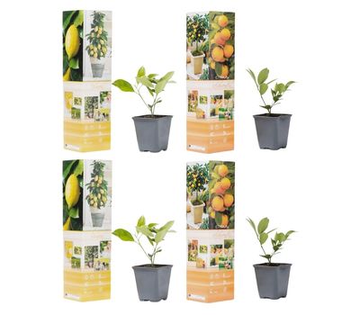 Set van 4 citrusplanten (25 - 40 cm)
