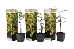 Set van 3 Acacia Mimosa-planten (20 - 40 cm)