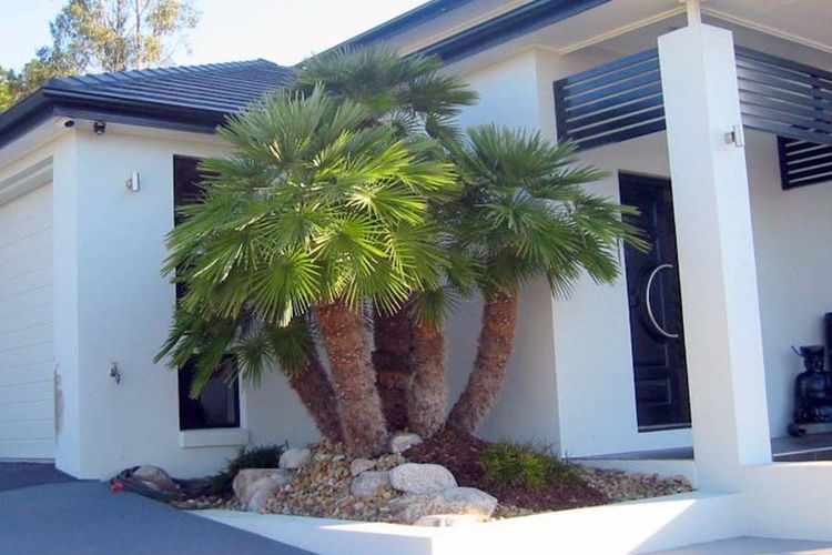 Vulcano palm
