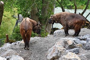 Tickets für den Grünen Zoo in Wuppertal (2 Personen)